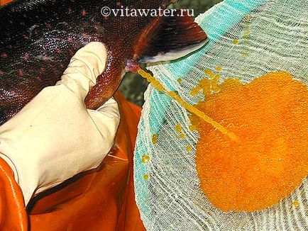 Orosz Vrassky száraz módszerrel megtermékenyítésre tojások