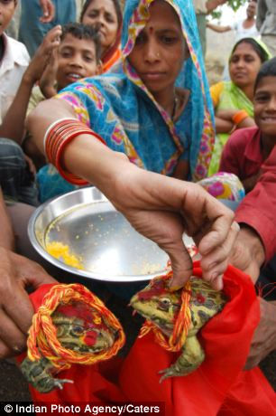 Broaștele de nuntă (India), atracțiile lumii