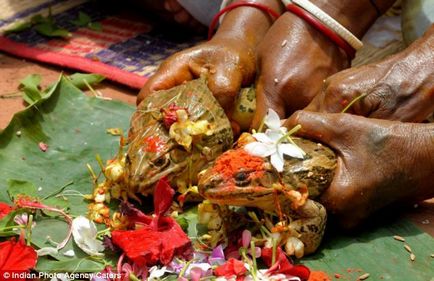 Broaștele de nuntă (India), atracțiile lumii