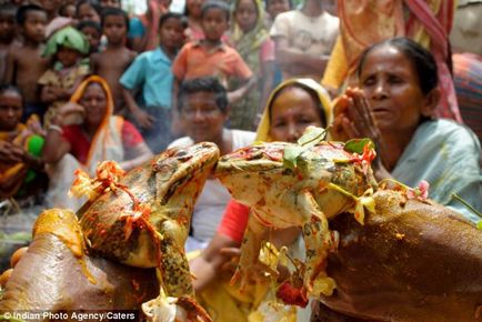 Broaștele de nuntă (India), atracțiile lumii