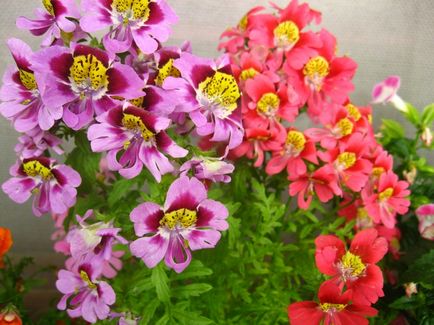 Schizanthus în creștere și grooming, flori-consultanță