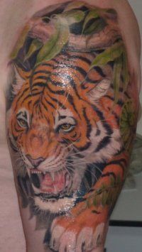 Tattoo Tiger - 50 kép