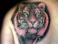 Tattoo Tiger - 50 kép