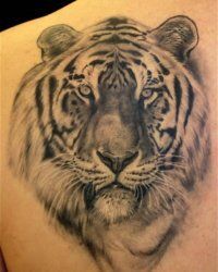 Tattoo Tiger - 50 kép