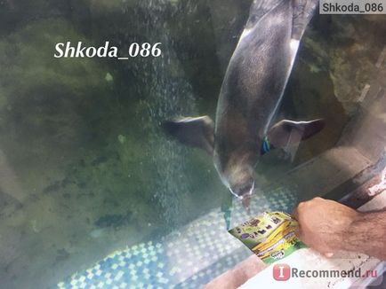 Thailanda deschis zoo khao keo deschis zoo khao khe - 