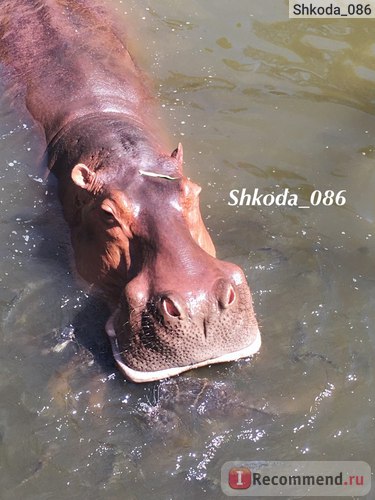 Таїланд відкритий зоопарк кхао КПО open zoo khao khe - «зоопарк 🐘 као КПО перевершив всі мої очікування