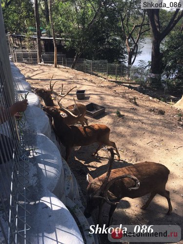 Таїланд відкритий зоопарк кхао КПО open zoo khao khe - «зоопарк 🐘 као КПО перевершив всі мої очікування