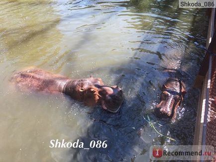 Thaiföld Kinyitni Állatkert Khao Kaew nyílt állatkert khao Khe - «Állatkert 🐘 Kao Kaew felülmúlta minden várakozásomat