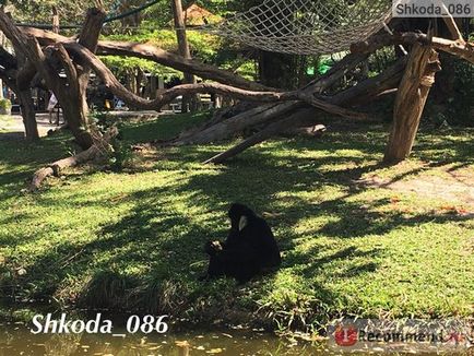 Thailanda deschis zoo khao keo deschis zoo khao khe - 