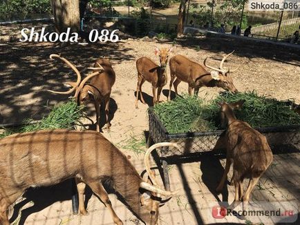 Таїланд відкритий зоопарк кхао КПО open zoo khao khe - «зоопарк 🐘 као КПО перевершив всі мої очікування