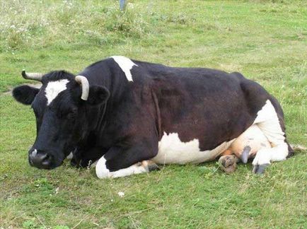 Тепловий удар у корів