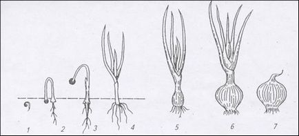 Tehnologia de cultivare a cepei (pag