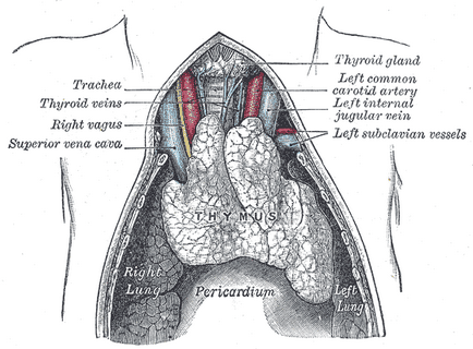 Thymus este o glandă timus în care limfocitele mature, care este