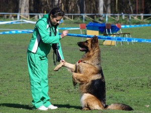 Greselile tipice făcute de proprietari atunci când se pregătesc câini, întârzierea întăririi, repetarea comenzilor