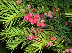 Tiss plantare și îngrijire de fructe de pădure