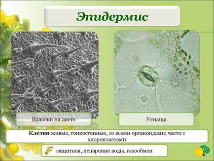 Țesături de plante - stadopedia