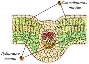 Țesături de plante - stadopedia