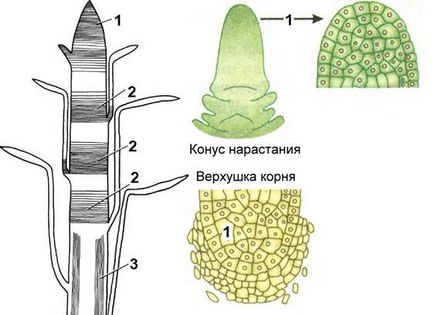 Țesături de plante - stadopedia