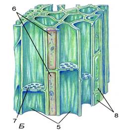 Țesături de plante - stadopedia