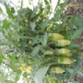 Томат - кібіц - (10 насіння)