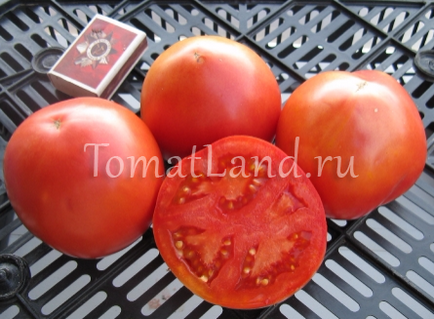 Tomato Pani Yana Recenzii, fotografii, randamente
