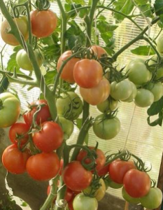 Tomato Pani Yana Recenzii, fotografii, randamente