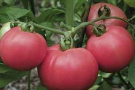 Tomato Torbay f1 descrierea recenziilor, celor care au plantat, deponentul dacha