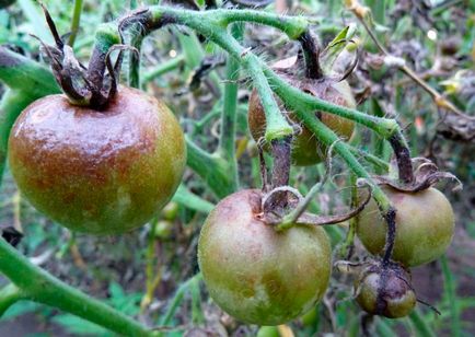 Tomato Torbay f1 descrierea recenziilor, celor care au plantat, deponentul dacha