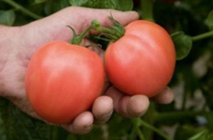 Tomato Torbay f1 descrierea recenziilor, celor care au plantat, deponentul dacha