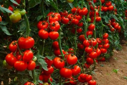 Domnul de tomate al stepei. Descrierea varietății, caracteristicile și recenziile