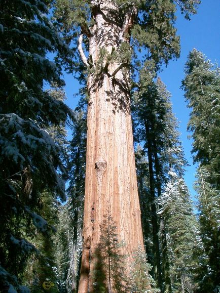 Топ-12 найвищих дерев у світі - фото світ фактів