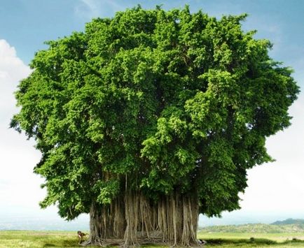 Top 12 a legmagasabb fák a világon - a világ tények fotó