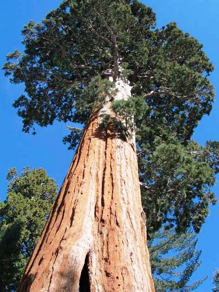 Топ-12 найвищих дерев у світі - фото світ фактів