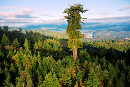 Topul celor mai înalți 12 copaci din lume - fotografia lumii faptelor