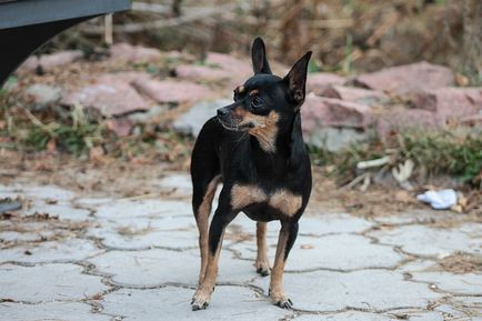 Toy Terrier îngrijire și întreținere!