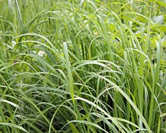 Трава пирій - лікувальні властивості, лікування пирієм