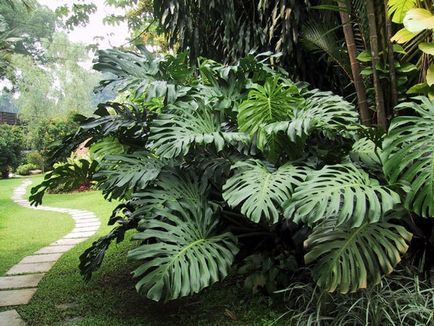 Plantele tropicale acasă pe un monstru