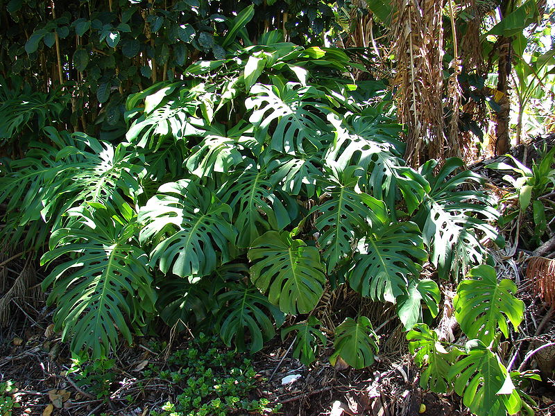 Plantele tropicale acasă pe un monstru