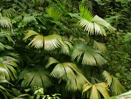 Plantele tropicale acasă pe un monstru