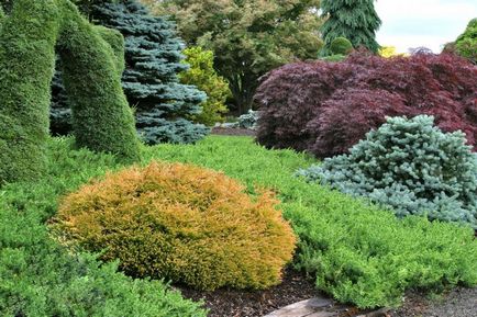 Thuja varietate globulară și specie, fotografie, descriere