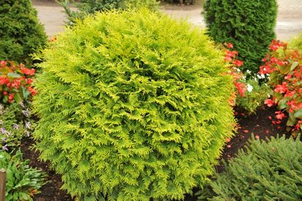 Thuja varietate globulară și specie, fotografie, descriere