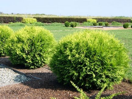 Thuja varietate globulară și specie, fotografie, descriere