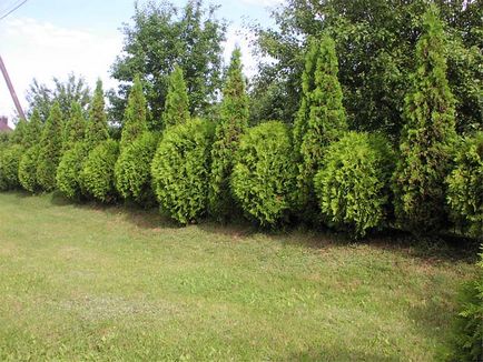 Thuja varietate globulară și specie, fotografie, descriere