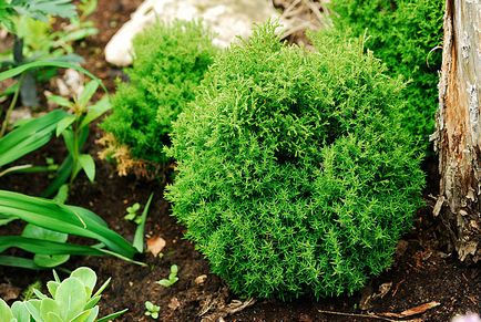 Thuja varietate globulară și specie, fotografie, descriere