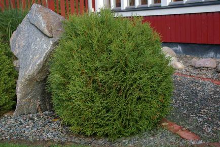 Thuja varietate globulară și specie, fotografie, descriere