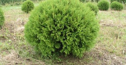 Thuja varietate globulară și specie, fotografie, descriere