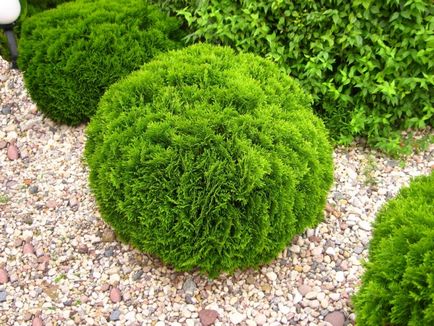 Thuja varietate globulară și specie, fotografie, descriere