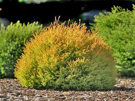 Thuja varietate globulară și specie, fotografie, descriere