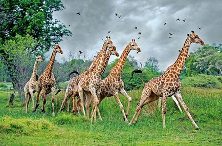 Вчені пояснили, звідки у жирафів довга шия - техно bigmir) net