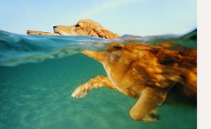 Învățați câinele să înoate și să se scufunde